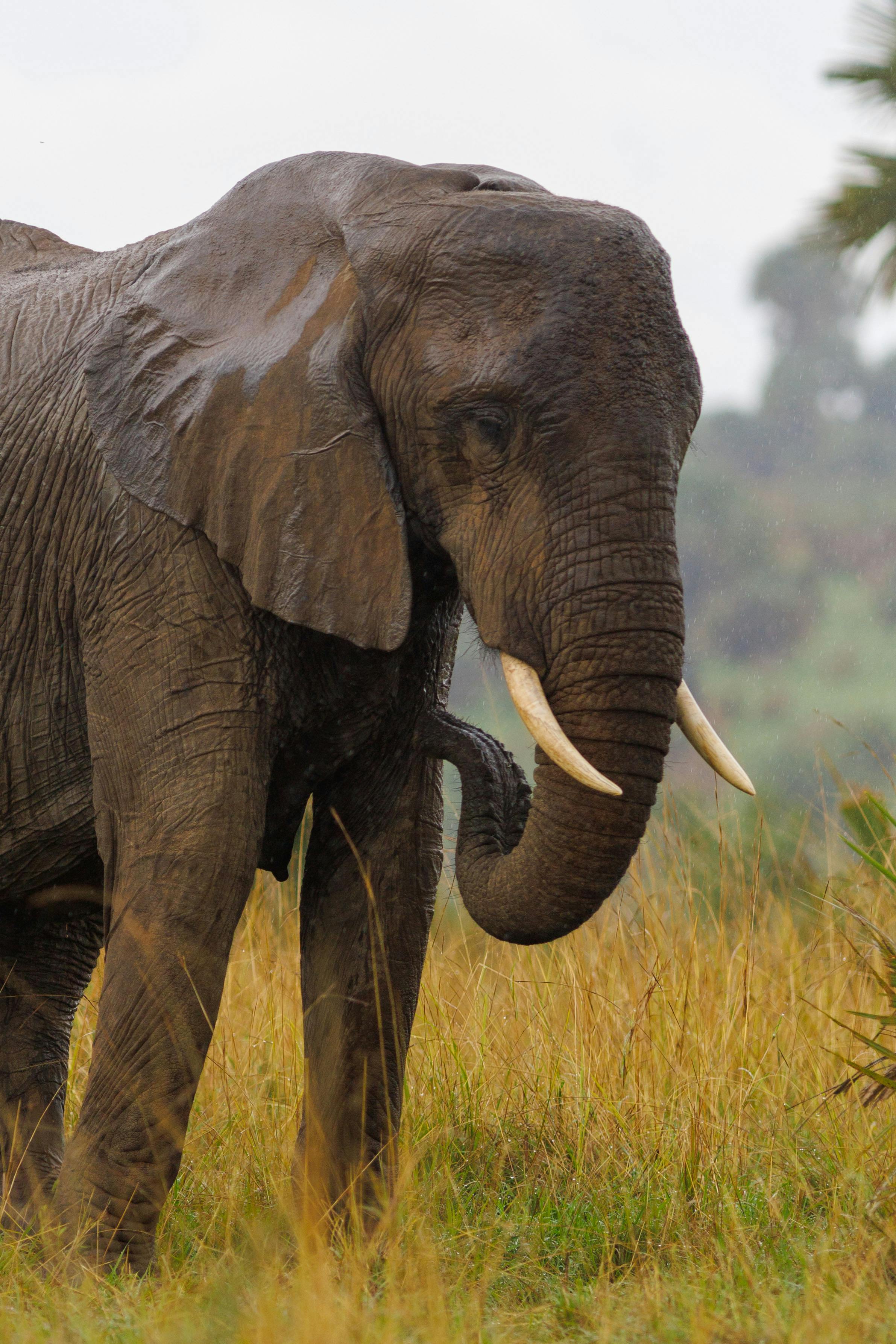 Wildlife in Eastern Uganda